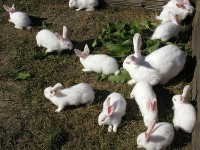 Białe króliki