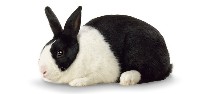 Biało czarny królik