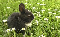 Czarno-biały królik wśród kwiatów polnych