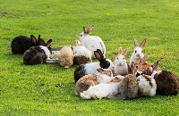 Czternaście królików spozywających pokarm na trawie