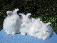 Cztery króliki rasy angorskiej