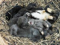 Cztery śpiące króliczki noworodki