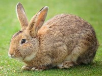 Dorosły rudy królik na trawie