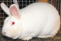 Duży królik z czerwonymi oczami w klatce