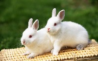Dwa małe białe króliki na koszu wiklinowym