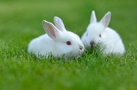 Dwa białe króliki na trawie