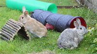 Dwa duże króliki na podwórku