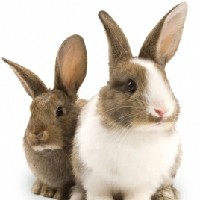 Dwa króliki
