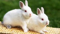 Dwa małe białe króliki na koszu wiklinowym