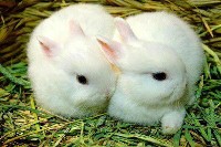 Dwa małe białe króliki