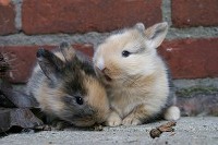 Dwa małe króliki