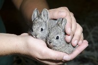 Dwa młode króliki