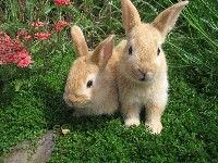 Dwa małe rude króliki w ogrodzie