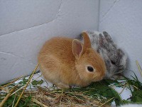 Małe króliki rasy Hermelin