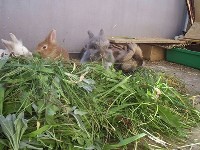 Małe króliki jedzące zielonki