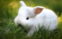 Mały biały królik na trawie