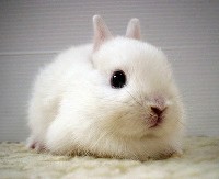 Mały biały królik
