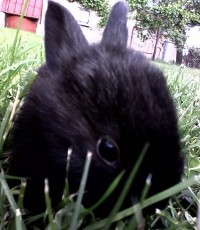 Mały czarny królik