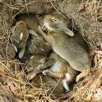 Miot królików w gnieździe