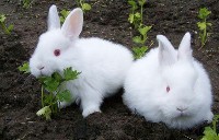 Młode króliki nowozelandzkie