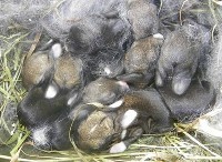 Młode króliki w gnieździe 