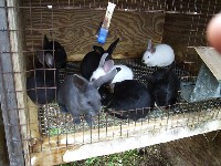Młode króliki w klatce