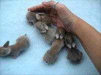 Pięć parodniowych królików