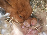 Samica królika z noworodkiem