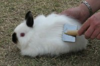 Szczotkowanie królika