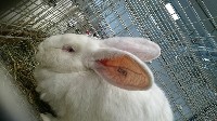 Tatuaż na lewym uchu królika 