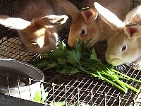 Trzy króliki w klatce jedzące zielonkę