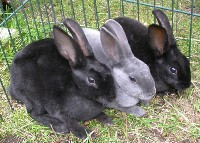 Trzy króliki w klatce