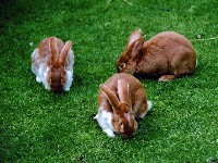 Trzy króliki na trawie