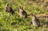 Trzy szare króliki w ogrodzie