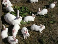 Białe króliki popielańskie 