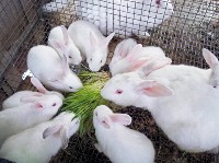 Białe króliki w klatce