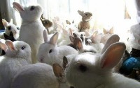 Białe króliki