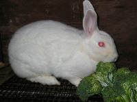 Biały królik jedzący brokuł