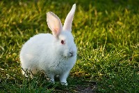 Biały królik na trawie