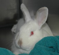 Biały królik z czerwonymi oczami