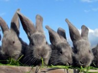 Cztery króliki