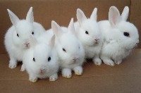 Cztery małe białe króliki