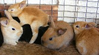 Cztery małe króliki w klatce