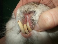 Długie zęby królicze