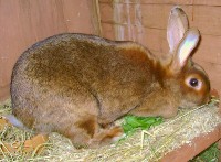 Duży rudy królik w klatce