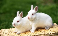 Dwa białe króliczki