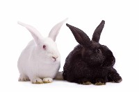 Dwa króliki biały i czarny