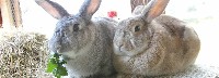 Dwa króliki w klatce