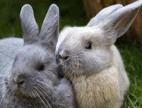Dwa króliki