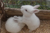 Dwa białe małe króliki